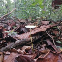 Leucocoprinus sp1
